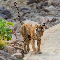 Top 10 Tiger Reserves in India: A Comprehensive Guide