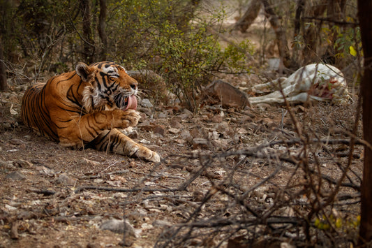 Top 10 Tiger Reserves in India: A Comprehensive Guide
