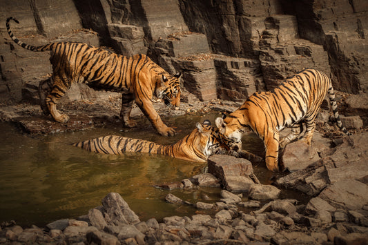 Best Time and Places to See Tigers in India