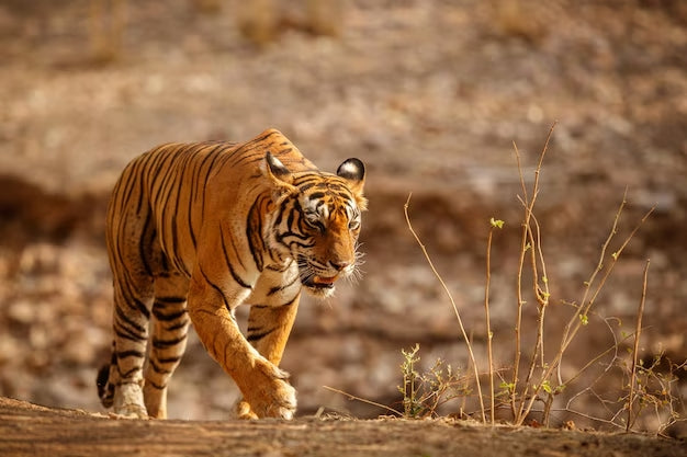 Best Time to Visit Jim Corbett National Park Safari Adventure